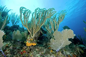 Carribean: Branches of a gorgonian coral or sea rods Plexaurella sp. an