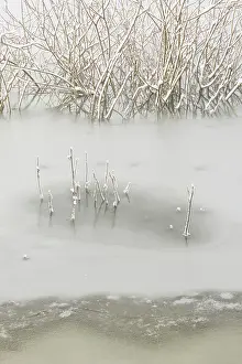 Sticking: Branches sticking out of ice, The Netherlands, Overijssel