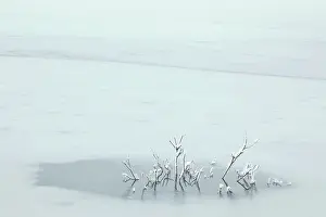 Sticking: Branches sticking out of ice, The Netherlands, Overijssel