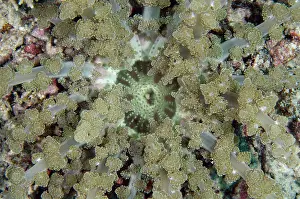 Branching: Branching Anemone - Demak dive site, Bangka Island