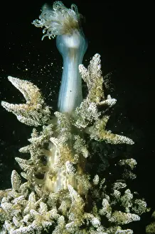 Releasing: Branching Anemone - releasing eggs