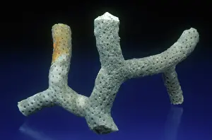 Colonial: Branching Coral Fossil