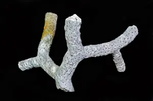 Branching: Branching Coral Fossil
