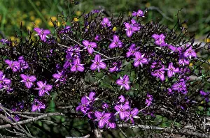 Branching: Branching Fringe Lily