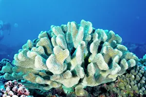 Branching: Branching hard coral. Unlike most hard corals