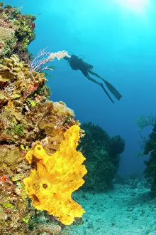 Tube: Branching tube sponge (Aiolochroia crassa) in the