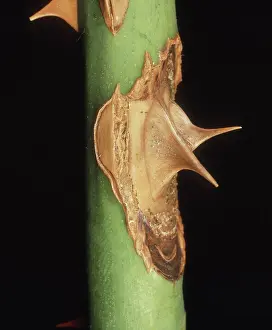 Brand: Brand Canker on Rose