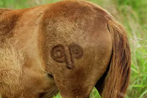 Brand: Brand on a horseIs flank with the symbol of the