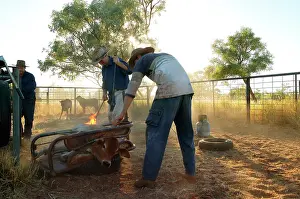 Mustering: Branding calf during mustering.Bushy Park Cattle