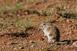 Rodentia: Brandtis vole