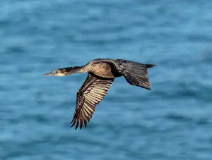 Penicillatus: Brandt's Cormorant