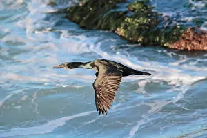 Penicillatus: Brandt's Cormorant