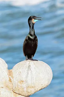 Penicillatus: Brandt's Cormorant