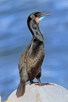 Penicillatus: Brandt's Cormorant
