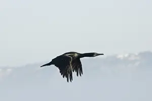 Penicillatus: Brandt's Cormorant