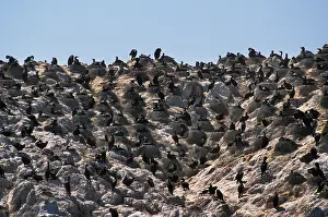 Phalacrocoracidae: Brandt's Cormorant colony