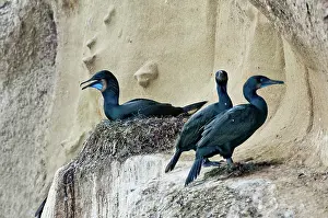 Phalacrocorax: Brandt's Cormorant nesting on cliff