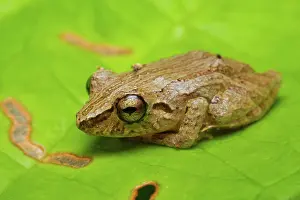 Leptodactylidae: Bransford's Litter Frog