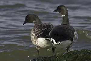 Bernicla: Brant