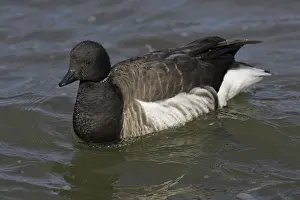 Bernicla: Brant
