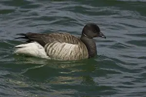 Bernicla: Brant