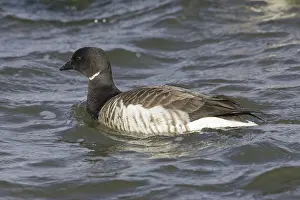 Bernicla: Brant