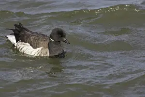Bernicla: Brant