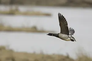 Bernicla: Brant