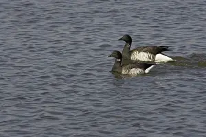 Bernicla: Brant