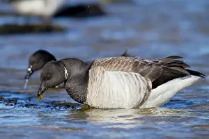 Bernicla: Brant / Brent Goose - feeding in water in winter