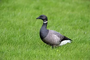Brent: Brant / Brent Goose - on meadow Island of Texel