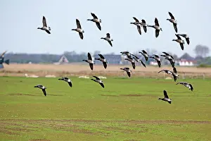 Brent: Brant / Brent Goose - skien in flight about to land