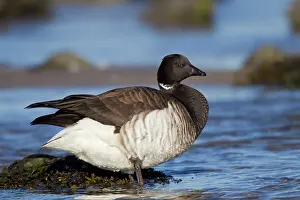 Brent: Brant / Brent Goose - winter