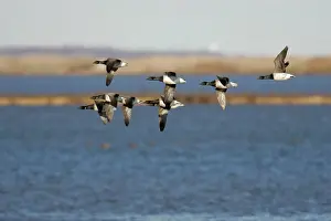 Brant: Brant Geese