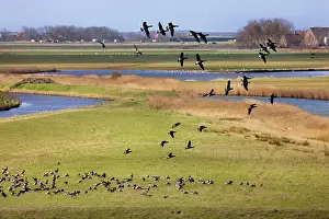 Brant: Brant Goose flying in group