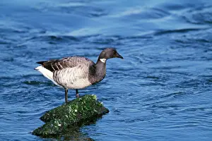 Bernicla: BRANT GOOSE - in water
