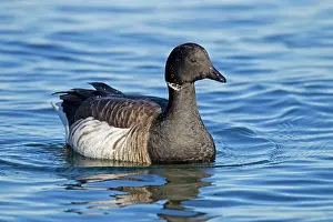 Bernicla: Brant Goose - in winter