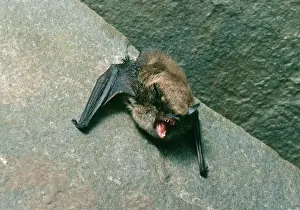 Bats: Brants BAT