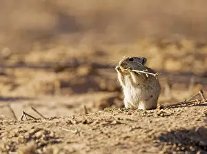 Brandt: Brants's / Brant's / Brandt's Whistling Rat