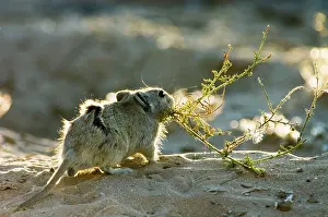 Brants: Brants's Whistling Rat - Carrying green plant material