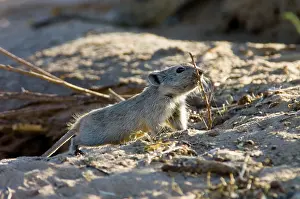 Brants: Brants's Whistling Rat - Carrying sticks to burrow