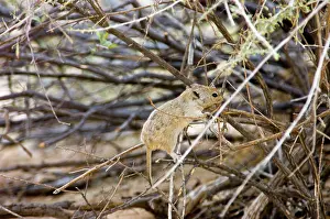 Brants: Brants's Whistling Rat - Climbing into bush to collect twigs