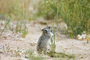 Brants: Brants's Whistling Rat - Collecting green plant