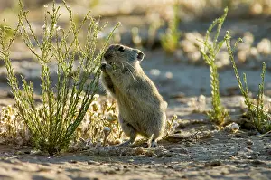 Succulents: Brants's Whistling Rat - Feed on leaves of succulents