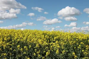 Oilseed: Brassica, Oilseed rape, A mass of yellow flowers