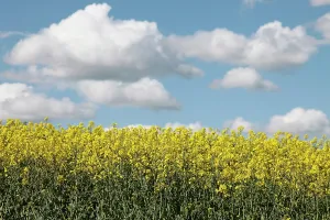 Oilseed: Brassica, Oilseed rape, A mass of yellow flowers