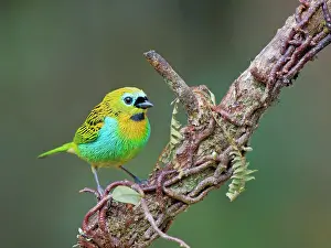 Tanager: Brassy Breasted Tanager Tangara desmaresti Atlantic