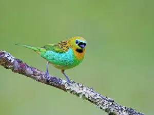 Tanager: Brassy Breasted Tanager Tangara desmaresti Atlantic