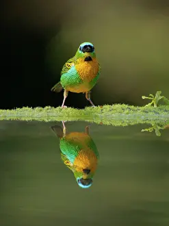 Tanager: Brassy Breasted Tanager Tangara desmaresti Atlantic