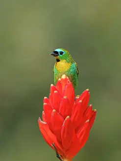 Tanager: Brassy Breasted Tanager Tangara desmaresti Atlantic